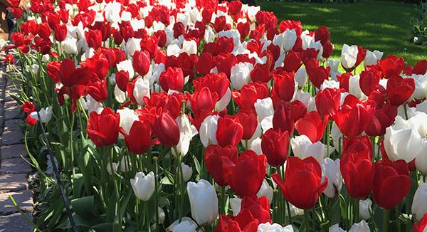 Closeup of a garden of red and white tulips